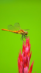 휴식중인 잠자리