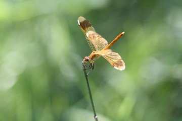 휴식중인 잠자리