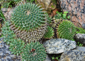 Naklejka na ściany i meble Prickly Barrel Cacti Among Granite Stones