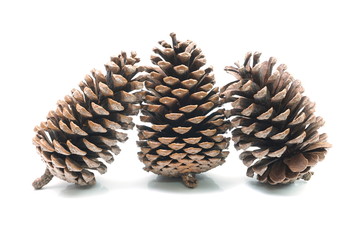 pine cone isolated on white background