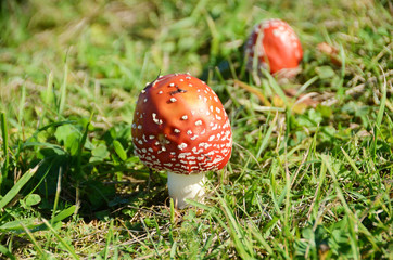 Fly agaric red (lat. Amanita muscaria)
