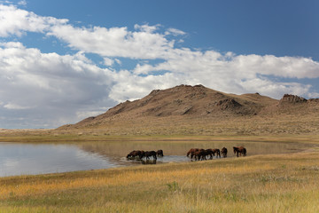 Obraz premium Cloudy view on steppe and lake. Mongolia