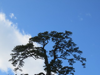 松と雲と青空