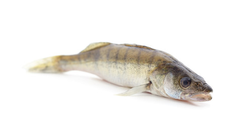 Big river fish.