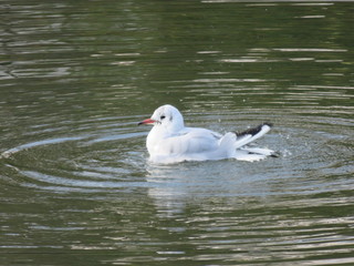 ユリカモメの行水