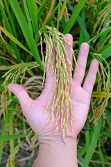 Rice spike in farmer hand in rice field background.