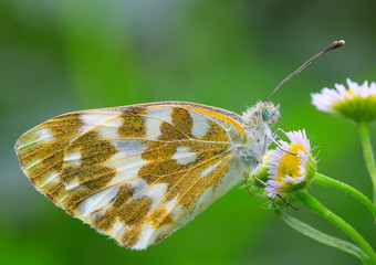 꿀을 먹는 있는 나비