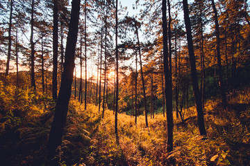 Evening pine forest - Green forest beautiful nature