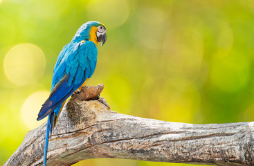 Close up Blue and Gold Macaw Perched on Branch Isolated on Background with Copy Space