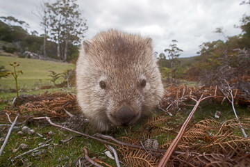 Common wombat up close, Maria Island, Tasmania