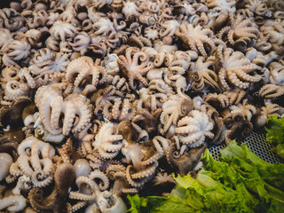Squid is ready for cooking. There are many, many tastes.