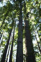 low view of trees in the forest