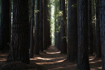 Obraz premium path in the forest