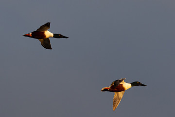 Close view of a couple of Northern Shoveler, flying in beautiful light in North California
