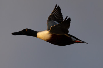 Male Northern shoveler, flying in beautiful light in North California