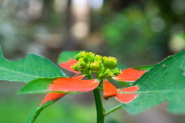 macro photography close up of a small red flower with seeds in garden outdoor nature picture