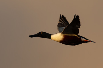 Male Northern shoveler, flying in beautiful light in North California