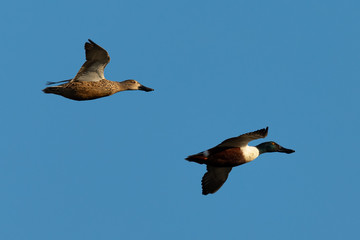 Close view of a couple of Northern Shoveler, flying in beautiful light in North California