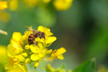 꿀벌과 유채꽃