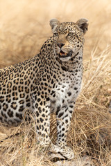 Adult female African Leopard standing alert, South Africa
