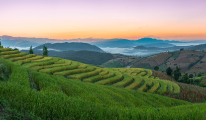 Beautiful rice terraces in the mornin
