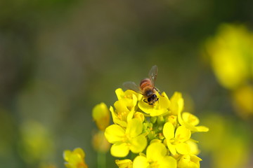 꿀벌과 유채꽃