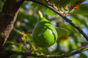 Healthy fruit avocado