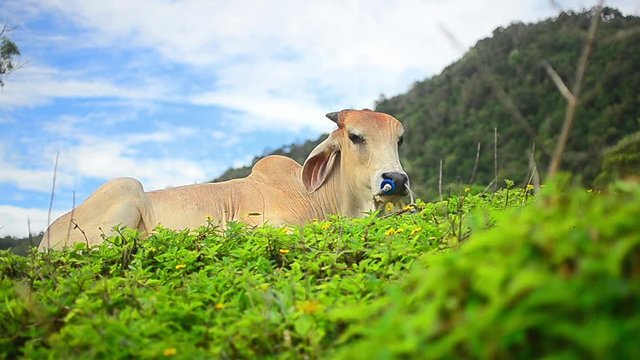 Cow in nature field 