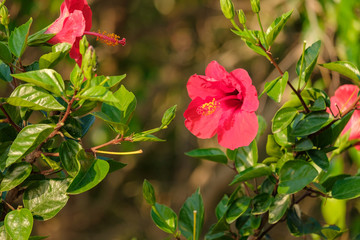 red bright flower on a background of green foliage