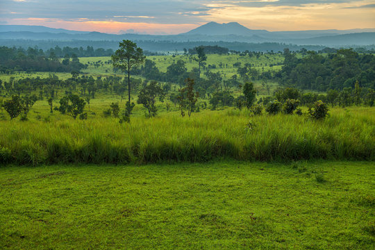 Beautiful landscape in forest with green grass field  at morning light.