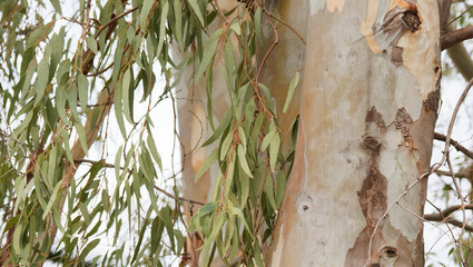 Blaue Eukalyptus (Eucalyptus globulus). Ein großgewachsener Baum mit grau und glatt stamm, Borke...
