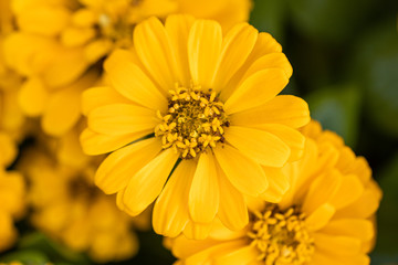 Beautiful yellow Common Zinnia flower (Zinnia elegans) in the garden.Selective focus Youth-and-age flower close-up on blurred background.