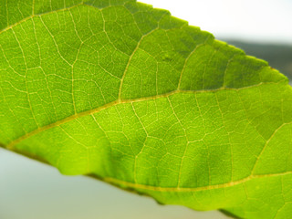 Close up of abstract fresh raw leaves with sunlight background .  Leaf background. Green leaf texture closeup background. With space for text.