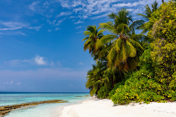 Pristine tropical beach with palm trees, blue water and white sand