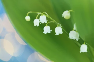 Fototapeten Lily of the valley close-up on a blue background with bokeh.Spring flowers.Delicate floral light background. © Yuliya