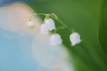 Lily of the valley close-up on a blue background with bokeh.Spring flowers. floral  background.
