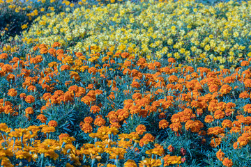 Fototapeta na wymiar Selective focus beautiful French Marigolds flower in field.Colorful orange flower in the garden.