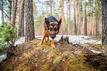 Dog German Shepherd in the forest in an early spring