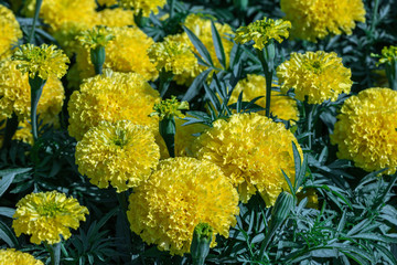 Selective focus beautiful American Marigolds flower in field.Colorful yellow flower in the garden.