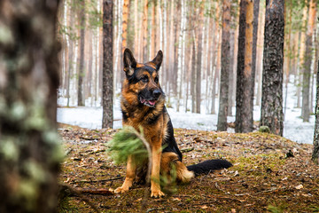 Fototapeta na wymiar Dog German Shepherd in the forest in an early spring