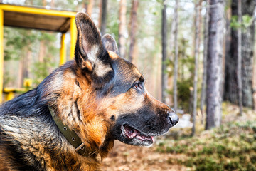 Dog German Shepherd in the forest in an early spring
