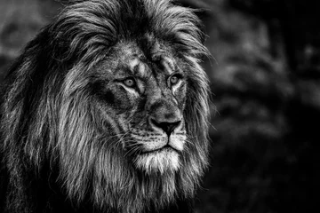 Gardinen Porträt eines Löwen in Schwarzweiß © filmbildfabrik