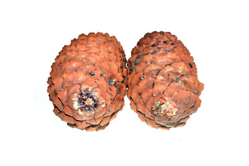 bump isolated on white background