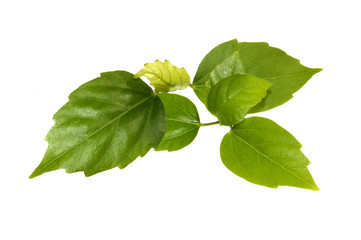 green leaf isolated on white background