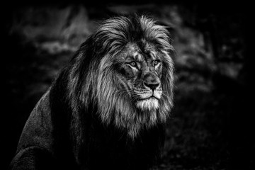 Portrait of a lion in black and white