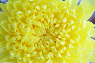 Yellow Chrysanthemum flower head close up texture