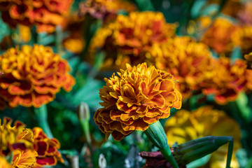 Selective focus beautiful French Marigolds flower in field.Colorful orange flower in the garden.