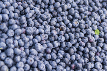 Fresh blueberry. Top view. Concept of healthy and dieting eating.