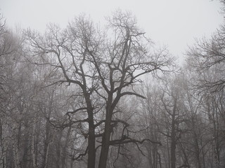 mysterious forest in fog in late autumn, tree branches covered with frost