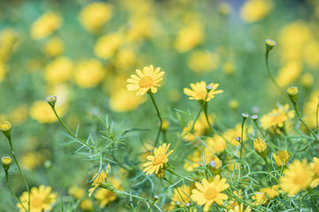 Beautiful selective focus Dahlberg Daisy flower in a garden.Also know as bristleleaf...